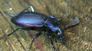 Carabus violaceus [upl. by Gereld]