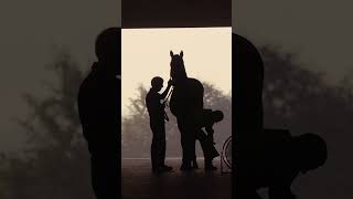 Spend the morning with our yearlings at DubaiMillennium shorts [upl. by Holsworth]