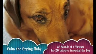 Calm a Crying Baby w 20 minutes of Hoover vacuuming ft the Dog and a Vacuum [upl. by Atlanta357]