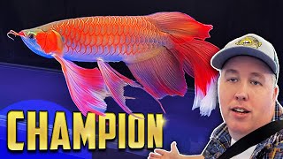 Battle of the Arowanas  World Championship in China [upl. by Odnavres]