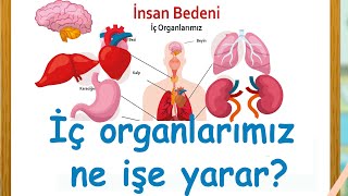 İç Organlarımızı Tanıyalım  Organlarımız ne işe yarar [upl. by Mackenzie]