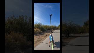 🐕Its A RoadRunner Bodhi 🐤 beep beep🦴🐾 amstaff dog dogtv doglife shorts reels explore fyp [upl. by Lienet]