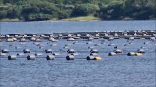 Zeehonden race bij de sluis of Bruinvis  Aalscholver eet paling op 762024 [upl. by Yllak]