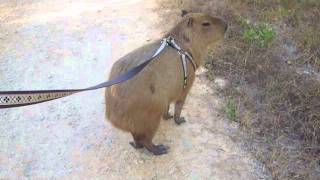 Capybara Jogging [upl. by Ebberta528]