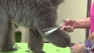 Grooming a Miniature Poodle Show Puppy [upl. by Sacha]