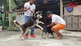 Dog Mating trying self mating for our Husky Bray dog pakinphl [upl. by Lebisor]