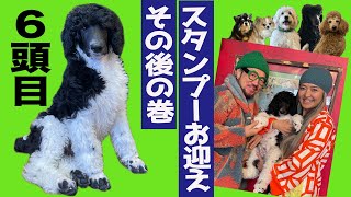 ６頭目スタンダードプードルのパピーがきて5日目＃スタンプーパピー＃大型犬＃多頭飼い [upl. by Nawud]