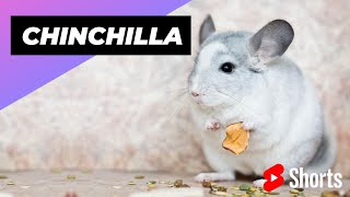 Chinchilla 🐭 One Alternative Animal To Have As A Pet shorts [upl. by Lorrayne]