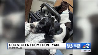 Dognapper steals 13weekold puppy from Cape Coral front yard [upl. by Stegman]