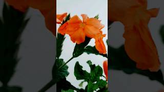 crossandra plant 😍🥳🥰 crossandra gardening flowers summerflower viralshorts [upl. by Catlee]