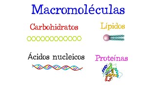 🌐 ¿Qué son las Macromoléculas 🌐 Fácil y Rápido  BIOLOGÍA [upl. by Lombard]