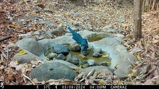 Birds at Rocky Pool March 2024 [upl. by Damalas]