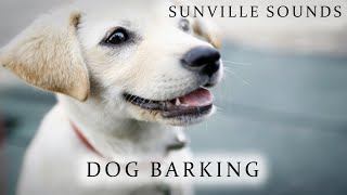 Dog Barking  Animal Sounds with Peter Baeten [upl. by Granoff149]