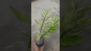 Tips for pedilanthusdevil backboneplant care tips secret plant lover gardening [upl. by Huntington]