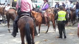 Cabalgata feria cali 2013 [upl. by Attener75]