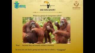 OMG Save the Orangutan Presentation [upl. by Annie]