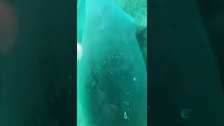 Glass Bottom Boat Adventure Manatees amp Crystal Clear Views at Silver Springs [upl. by Ajin]