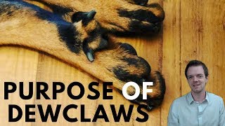 Why Do Dogs Have Dewclaws [upl. by Haden]