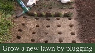 How to grow a new lawn by plugging [upl. by Fineberg]