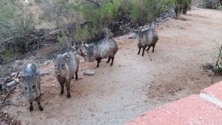 An aggressive javelina launches an attack on another and Blaze goes nose to nose with one 05122021 [upl. by Etterrag838]