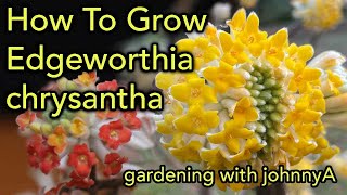 How To Grow Edgeworthia Chrysantha  Fragrant Early Flowering  Paper Bush [upl. by Rosamond971]