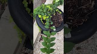 How to Install a Drip System for Container Gardens 💧🪴 [upl. by Anairdna227]