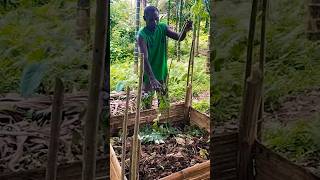 Adding marmar leaves to compost pile shorts organicfertilizer compostingtoilet [upl. by Nekcerb]