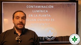 Contaminación lumínica en Cannabis Light pollution in Cannabis [upl. by Aiem]