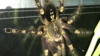 Poecilotheria subfusca lowland [upl. by Aztiraj]