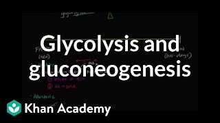 Regulation of glycolysis and gluconeogenesis  Biomolecules  MCAT  Khan Academy [upl. by Odlopoel]