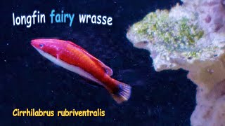 🐠 Fairy wrasse [upl. by Esiuol]