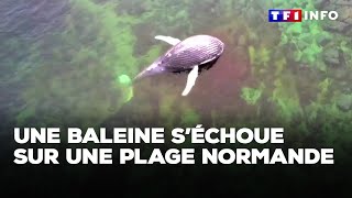 Une baleine de 8 mètres s’échoue sur une plage normande｜TF1 INFO [upl. by Llebpmac]