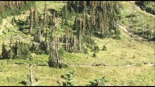 Video Hikers run from a grizzly bear in Glacier National Park [upl. by Elvyn]