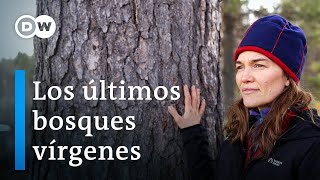 Bosques amenazados en Laponia  ¿Un proceso imparable  DW Documental [upl. by Peltier]