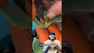 Injerto de hortalizas ¡Mejora la producción y resistencia de frutos como calabaza y sandía [upl. by Ellatsyrc]