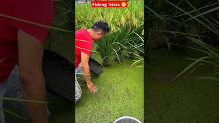 Fack or Orginal  Fish Fishing Without Hook  ytshorts fishingtips viralreels fact AGGACHOKRO [upl. by Crotty158]