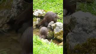 Eurasian Otters eurasianOtter otters ytshorts shorts [upl. by Terence]