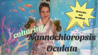 How to culture Nannochloropsis Oculata  Great for sea monkeys [upl. by Emya]