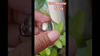 Pirus Persia 50 rb an [upl. by Hasheem]