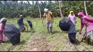 Spraying techniques of Non selective herbicide [upl. by Elnar278]