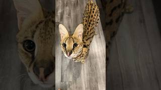 Serval Cat serval cat servalcats shorts [upl. by Mccurdy]