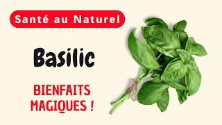 Pourquoi le Basilic Estil Considéré comme une Plante Miraculeuse pour une Santé de Fer [upl. by Georgetta]