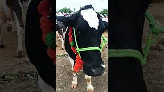 120 top hf cow sangola market cow royalshetksri dairyfarm sangolabazar गाईबाजार [upl. by Elnore]