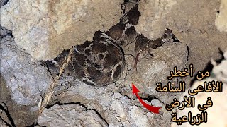 رحلة صيد من وادى الافاعى السامة بالفيوم الحية الغريبة السوداءمع احمد الدكرونى [upl. by Anuait]