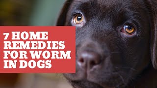 7 home remedies for worms in dogs [upl. by Tengler]