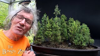 Mossing Up My Northern Bog Forest The Bonsai Zone June 2024 [upl. by Aurelea]