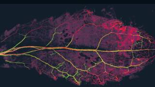 How microbes affect plant life [upl. by Tigram490]