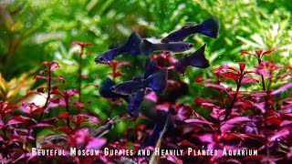 Natural Planted Aquarium With Rich Colors [upl. by Anahtor838]