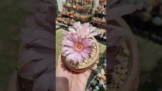 Gymnocalycium Mihanovichii blooms  bikolanahardinera shortvideo cactus succulent [upl. by Levina]