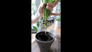 Propagating the Stunning Propeller Plant Senecio crassissimus [upl. by Jeniece]